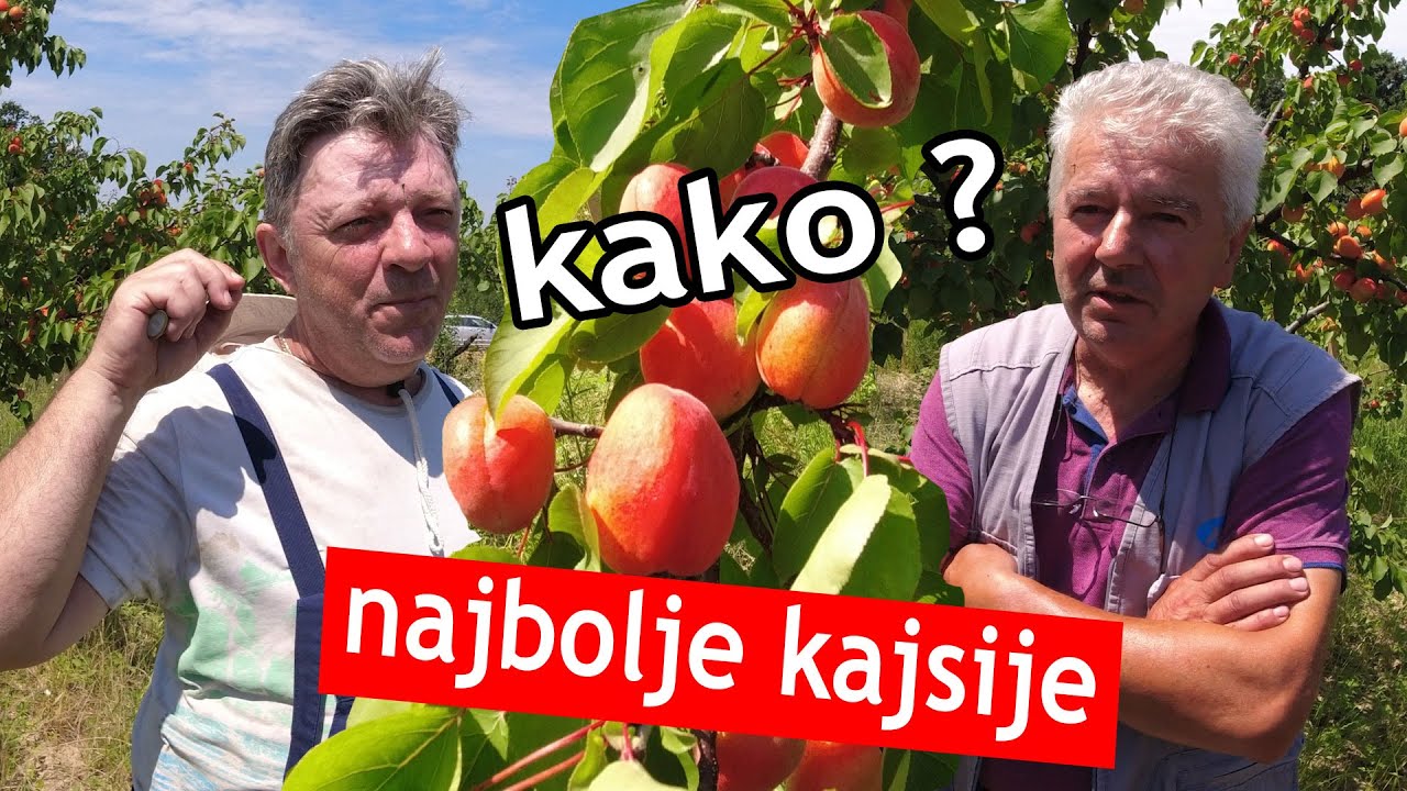 Kako do najbolje kajsije ?