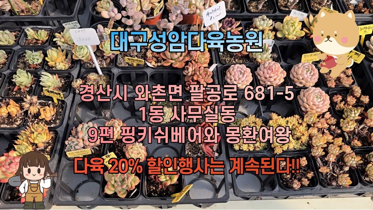 대구성암다육농원  1동 사무실동  -  9편 핑키쉬베어와 몽환여왕