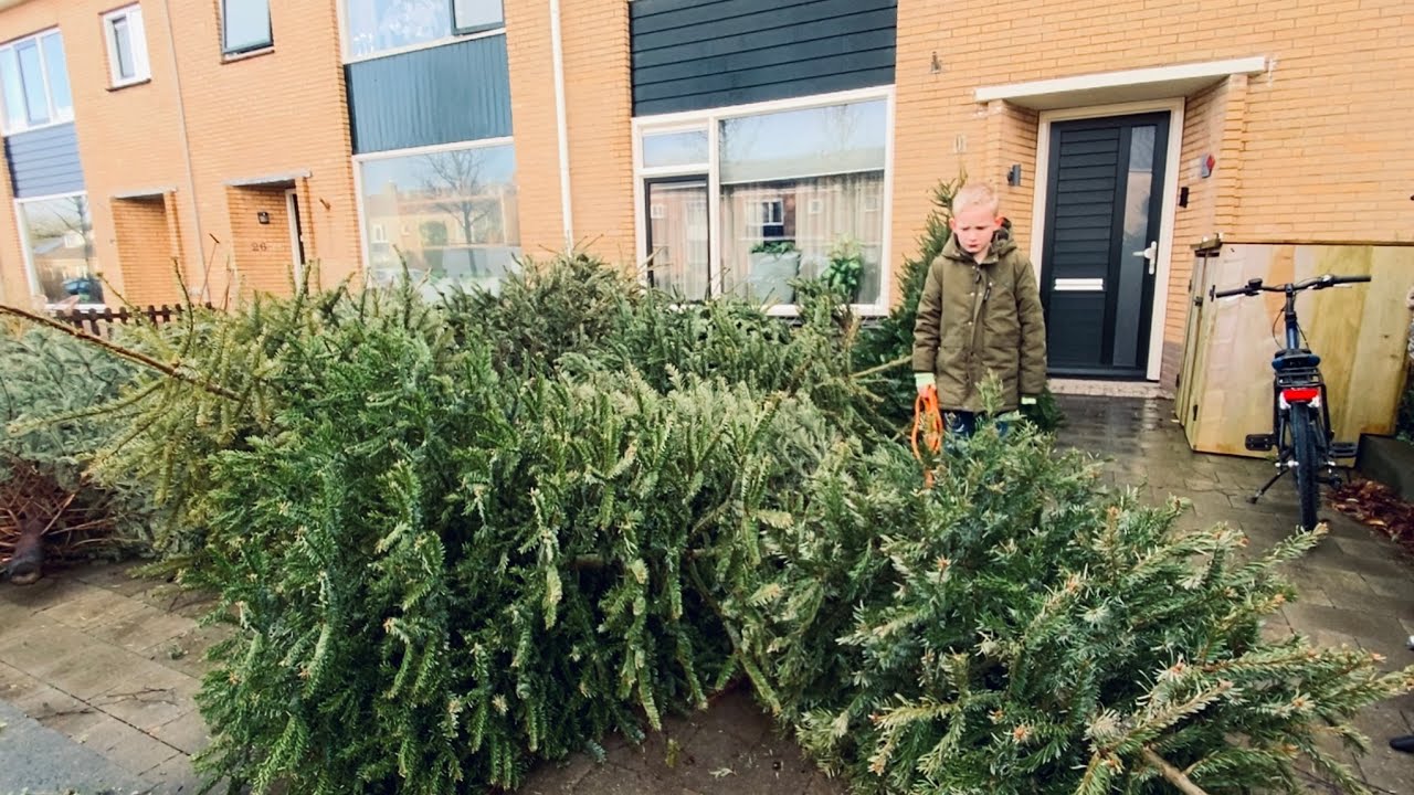 Kerstbomen ophalen voor extra zakcentje