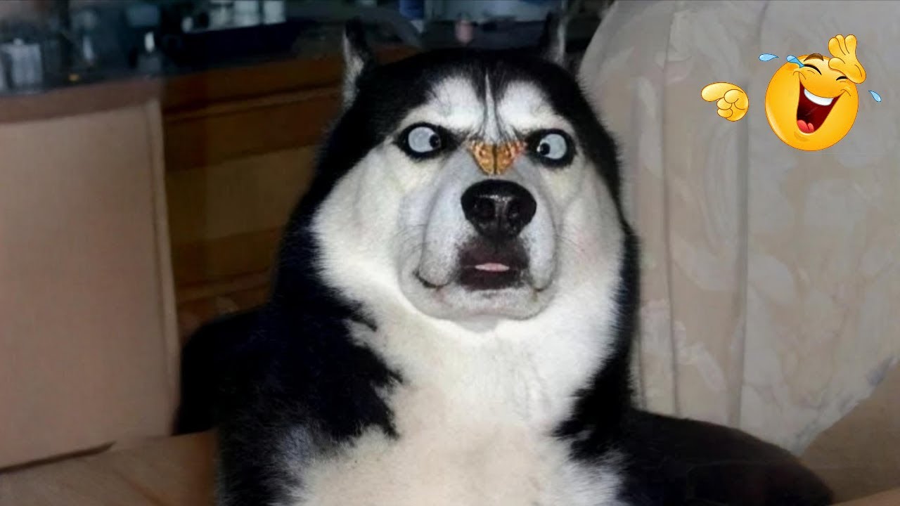 I Tried Not to Laugh… These Dogs Ruined It 😂🐶 | Funny Dogs 2026 #41
