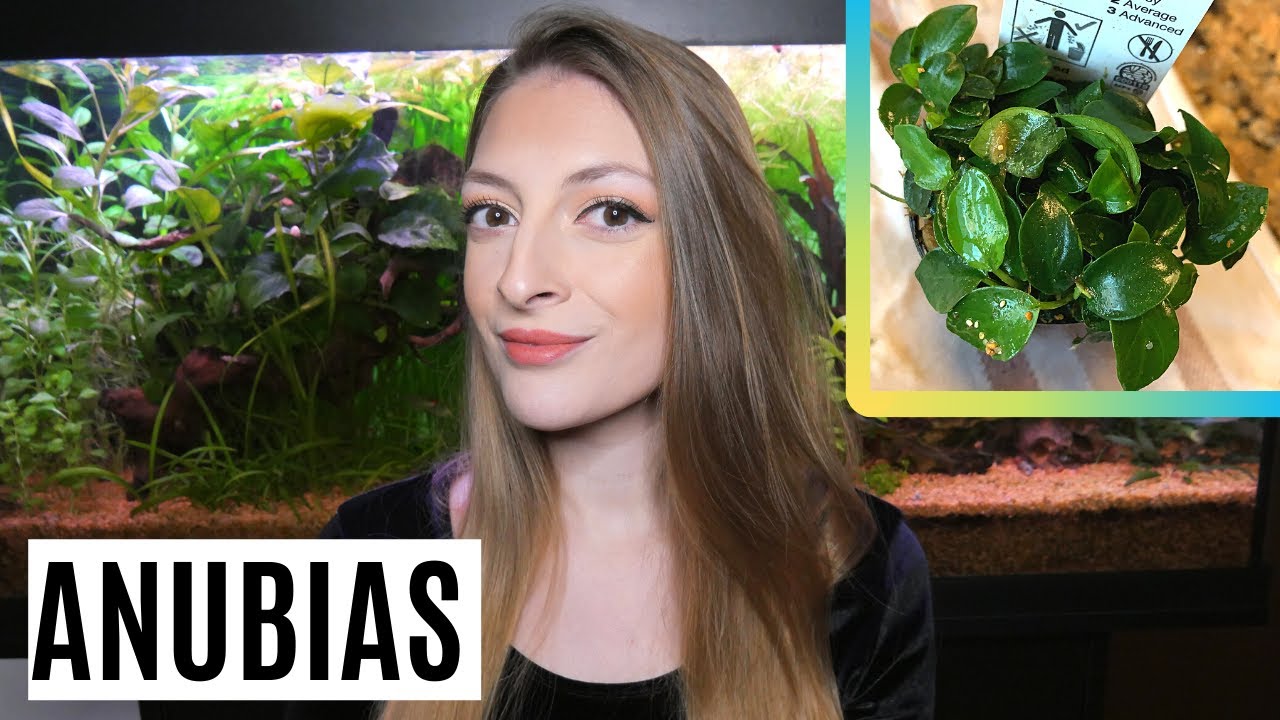 TUTTO sull'ANUBIAS 🌱 Scheda tecnica