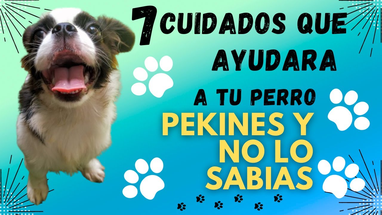 7 Cuidados VITALES Para Tu Perro Que No Puedes Ignorar!