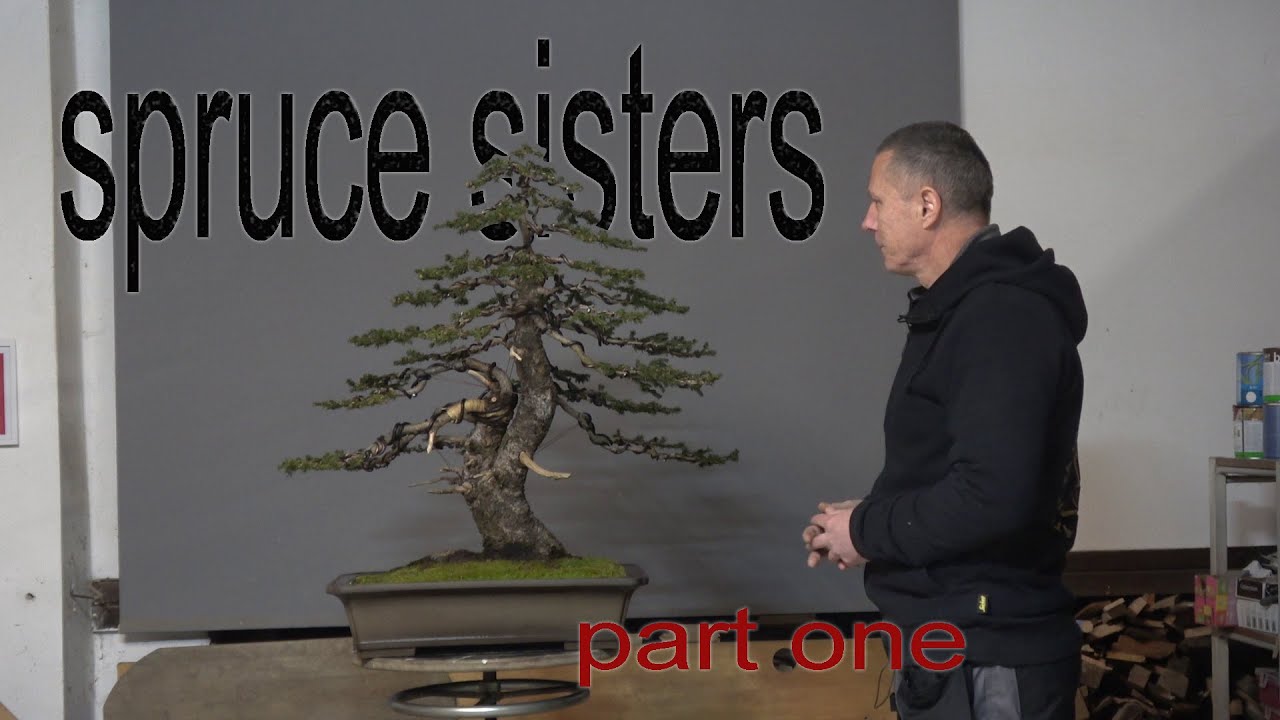 Spruce sisters, part 1