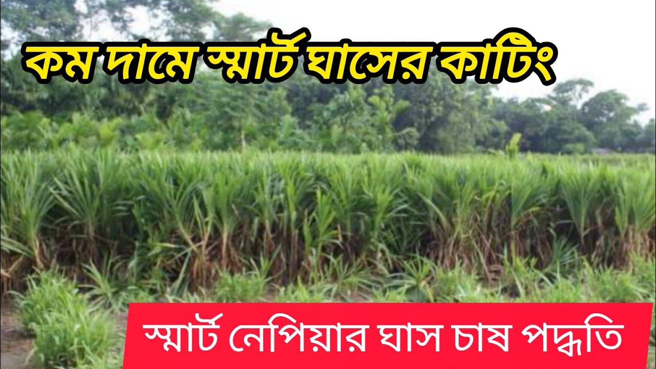 কম দামে স্মার্ট ঘাসের কাটিং। স্মার্ট নেপিয়ার ঘাস চাষ পদ্ধতি। -01775609712