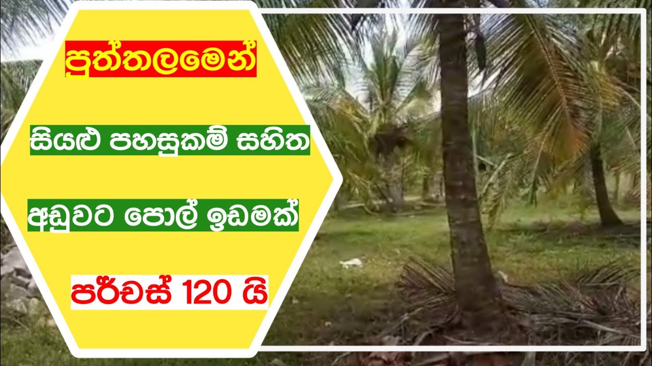 coconut land for sale in sri lanka #47 / coconut land for sale in puttalam / land for sale puttalam