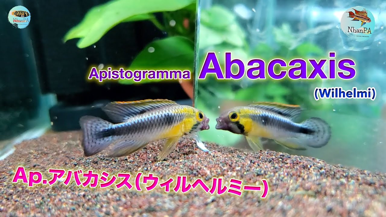 Apistogramma Abacaxis (Wilhelmi) | Cá phượng hoàng hoang dã