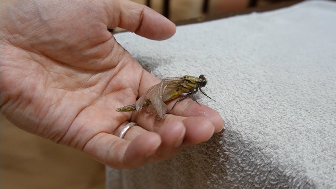 謎のヤゴから羽化したトンボが...
