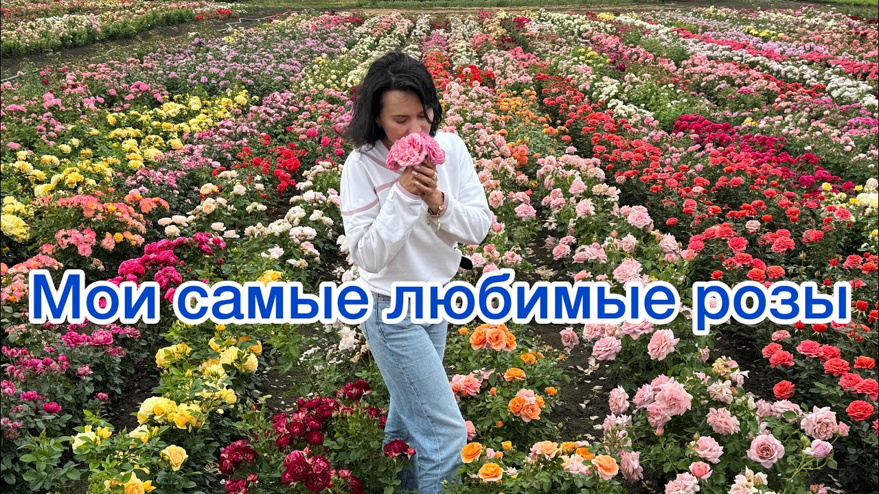 Мои самые любимые розы.2025 питомник maryroses.ru