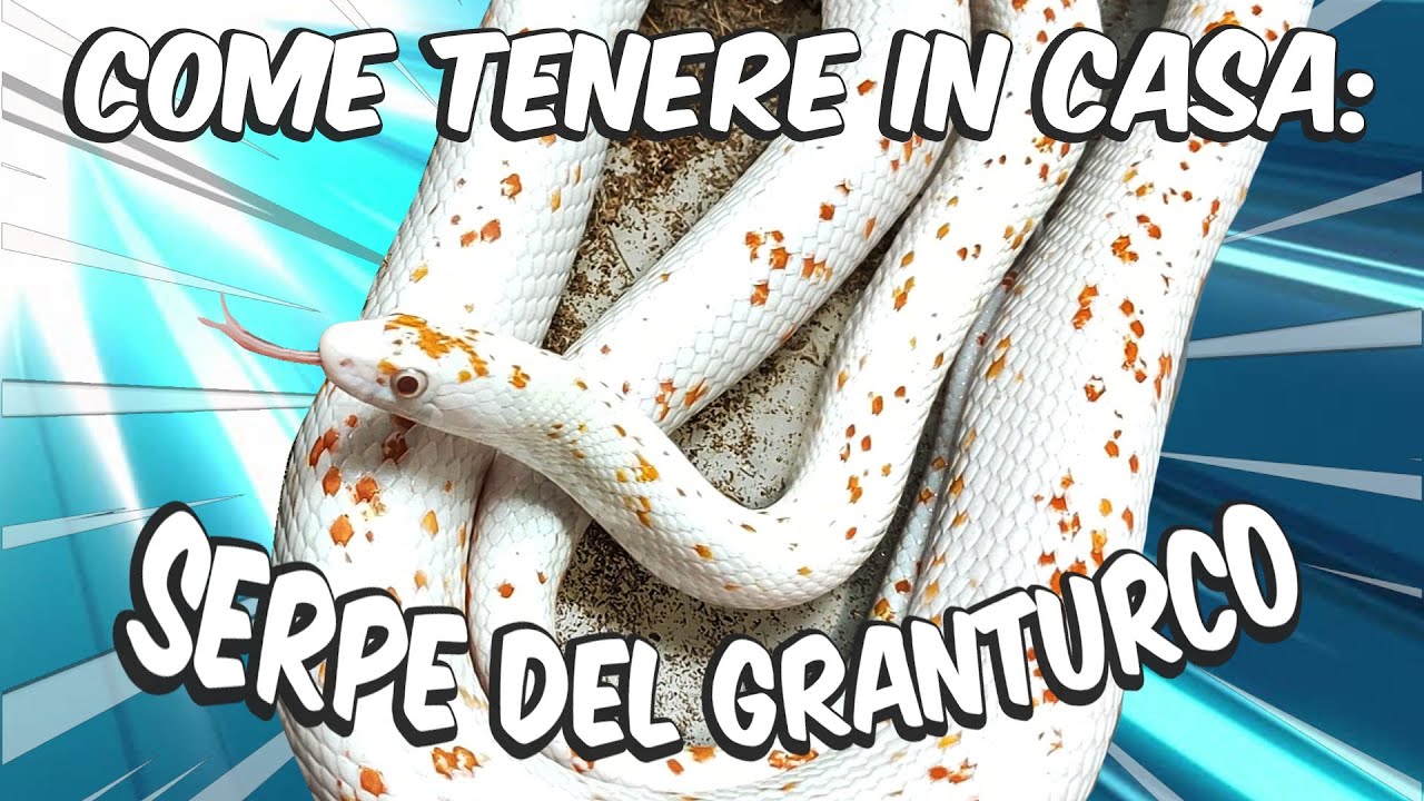 Cosa rende QUESTO il Serpente più Facile da Tenere in Casa?! (Guida alla cura Pantherophis guttatus)