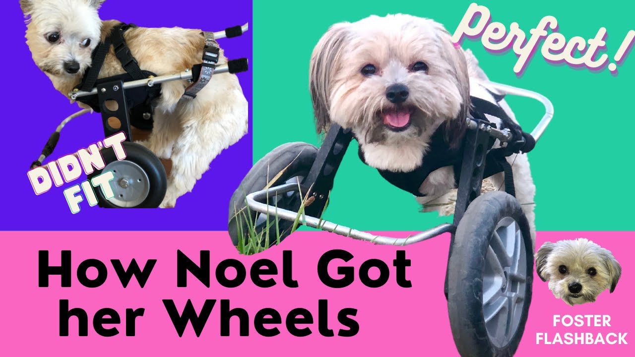 Amputee Dog Gifted the Perfect Wheelchair!  Noel the Bipawd Shorkie