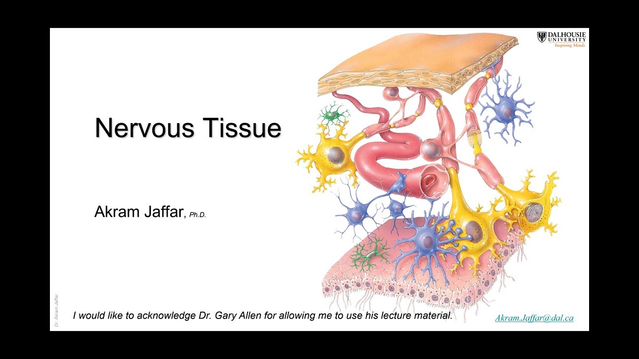 ANAT1010_13_Nervous tissue + Anki flashcards