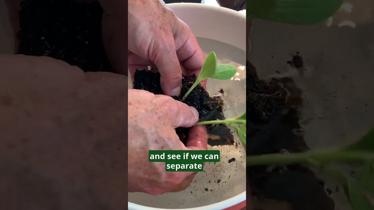 How To Pot Up Patty Pan Squash Seedlings