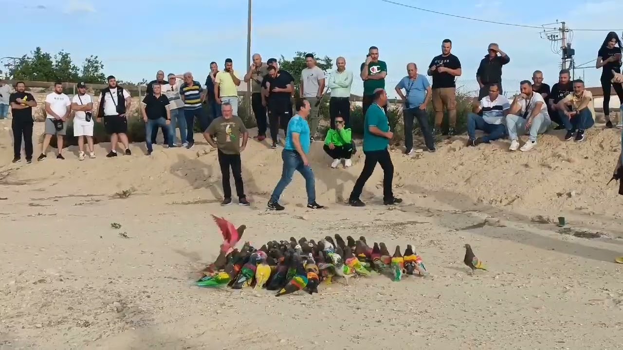Acoplamiento Gran Concurso De Palomos Deportivos Los Torraos Murcia 2024 ..5-5-24.