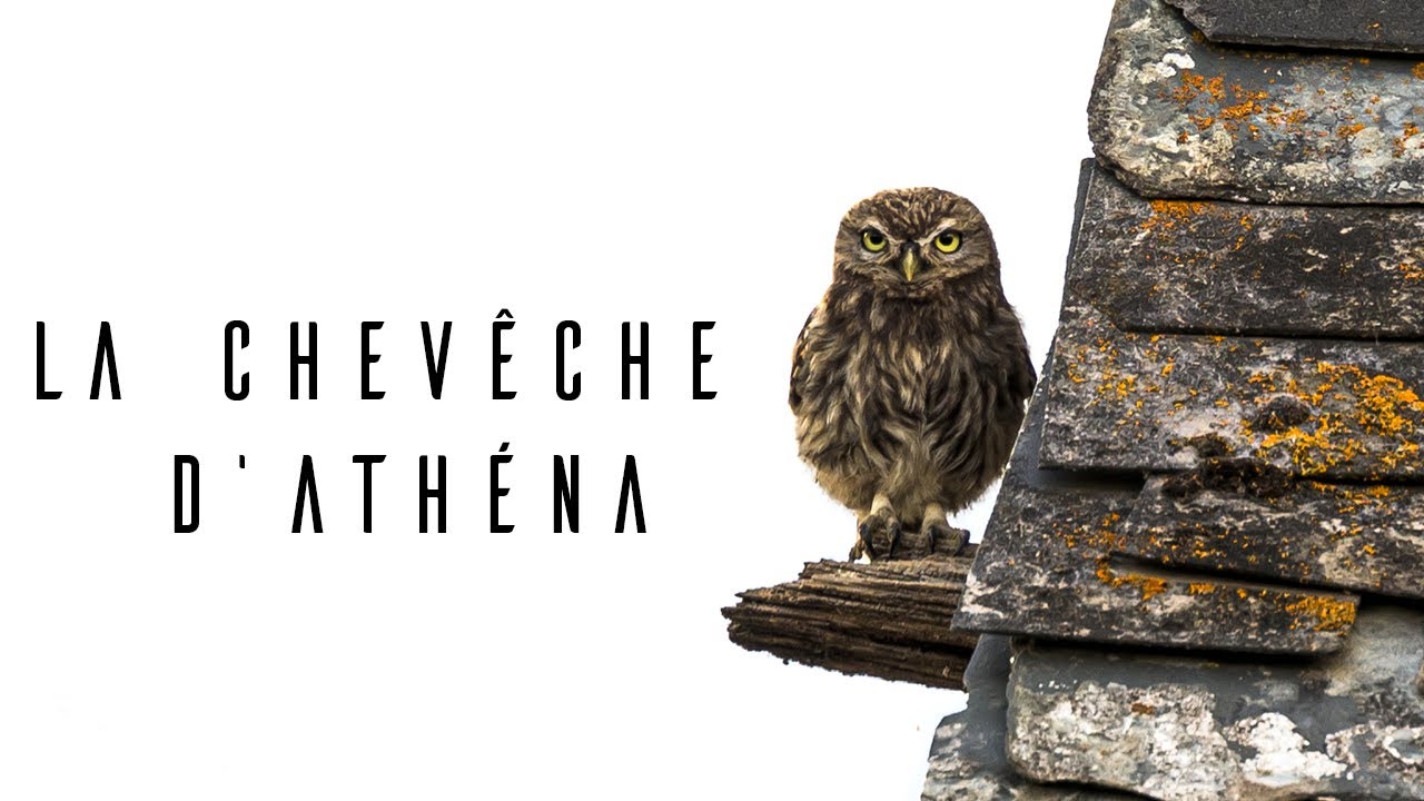 [Documentaire] La chevêche d'Athéna, une voisine qui ne laisse pas indifférent.