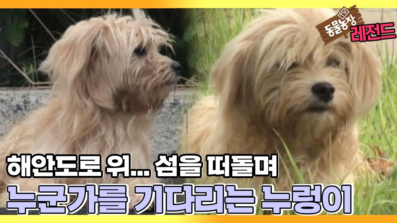 [TV 동물농장 레전드] ‘섬에 버려진 누렁이의 기다림’ 풀버전 다시보기 I TV동물농장 (Animal Farm) | SBS Story