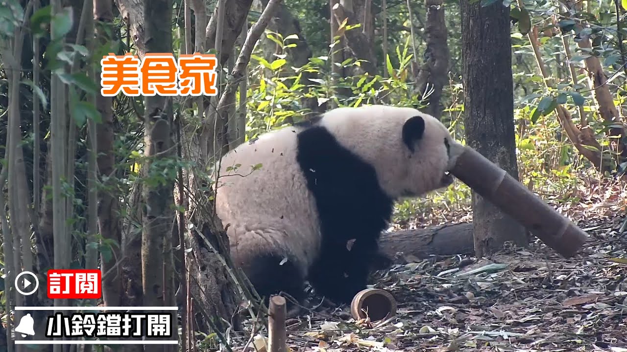 《熊貓早晚安》大家速來圍觀“和花”的吃播新造型 | iPanda熊貓頻道