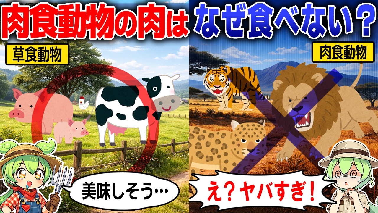 人間が肉食動物の肉を食べない理由&hellip;【ずんだもん＆ゆっくり解説】