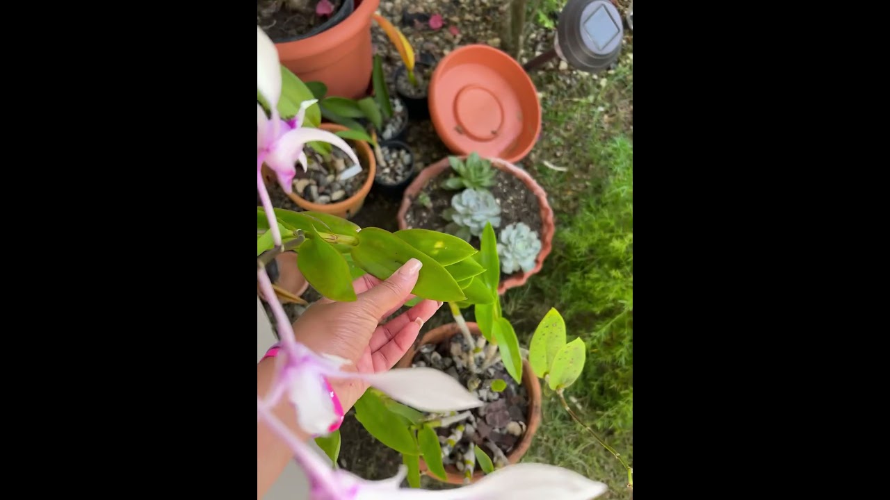 Orqu&iacute;dea dendrobium