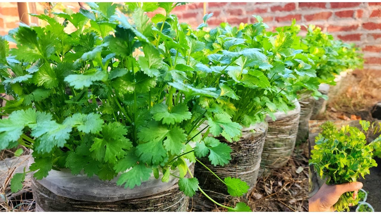 How To Grow Coriander In Plastic Grow Bag