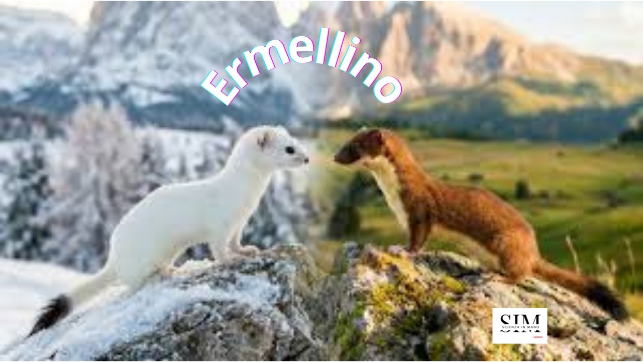 Ermellino