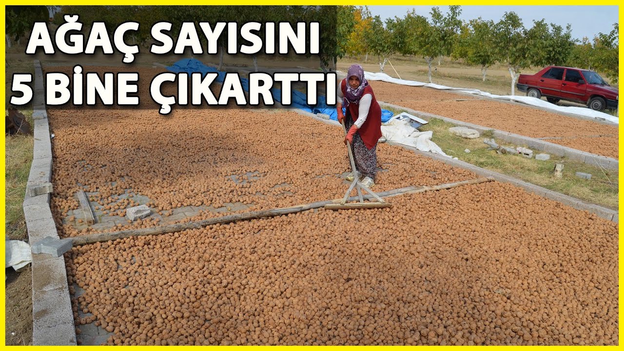 Devlet Desteğiyle Kurduğu Bahçede Yılda 15 Ton Ceviz Üretiyor
