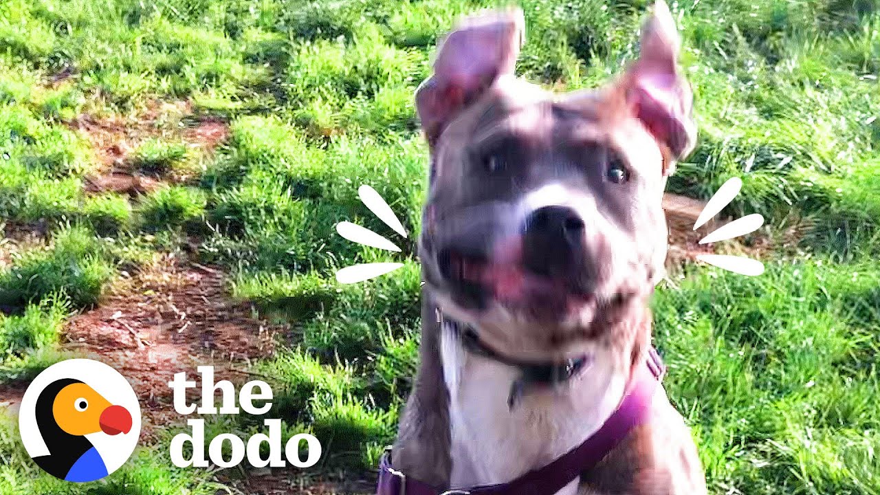Foster Pittie Who Hid For Weeks Plays So Hard Now | The Dodo