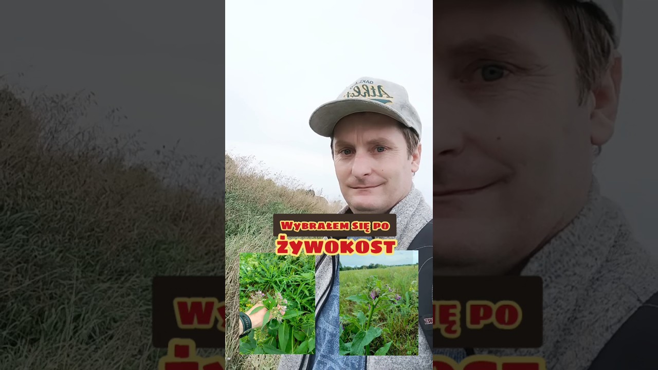 Żywokost jak rośnie w sierpniu 🌿 #zioła