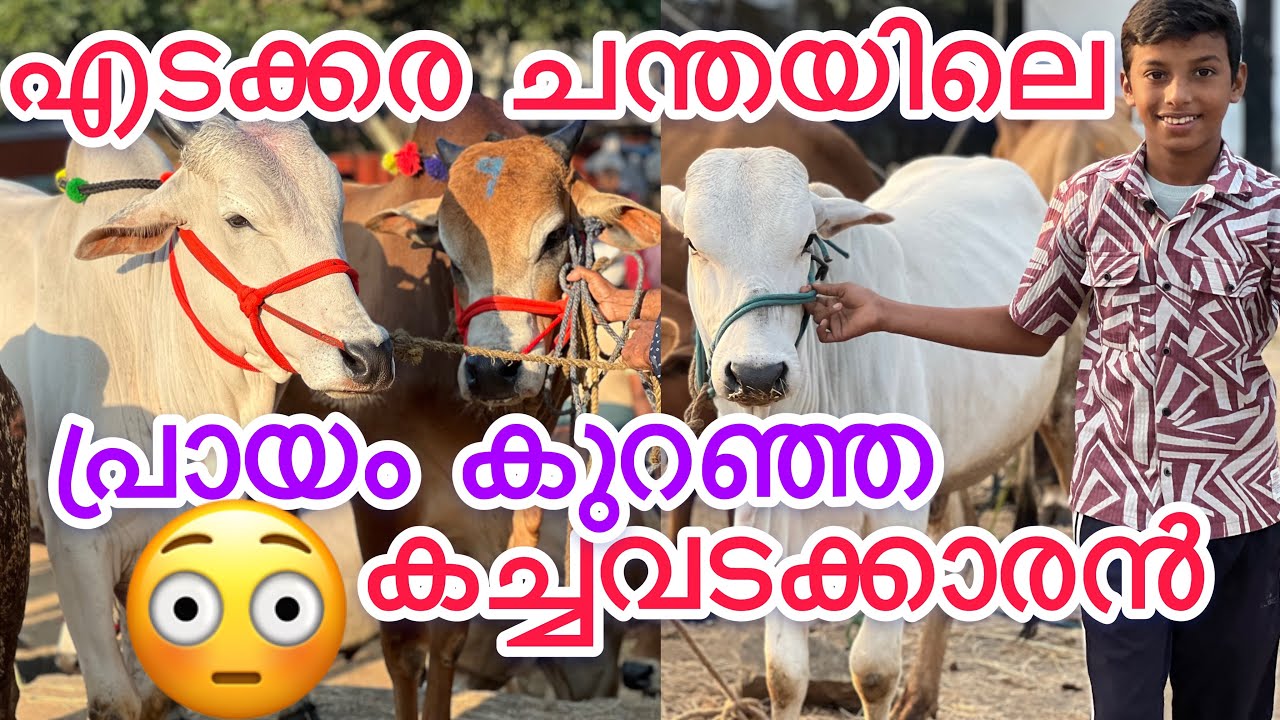 എടക്കര ചന്തയിലെ പ്രായം കുറഞ്ഞ കച്ചവടക്കാരൻ 😳😳🐃🐄