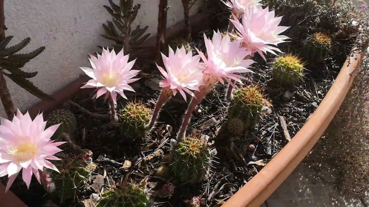Un'esplosione di colore...cactus in fiore 