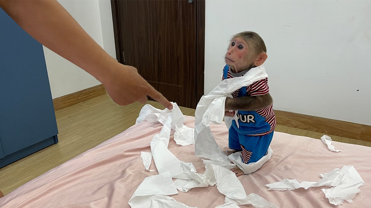 Monkey Cubis Gets Punished for Ruining Toilet Paper!