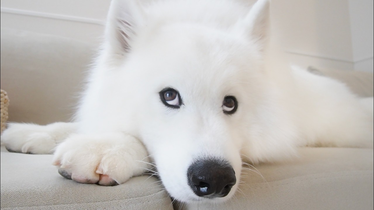 この表情をすれば飼い主からおやつがもらえると理解してる犬の行動があざとかわいすぎました…【Petgugu】