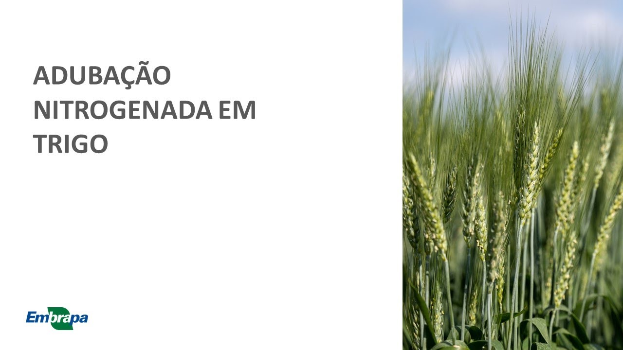 TRIGO - ADUBAÇÃO NITROGENADA