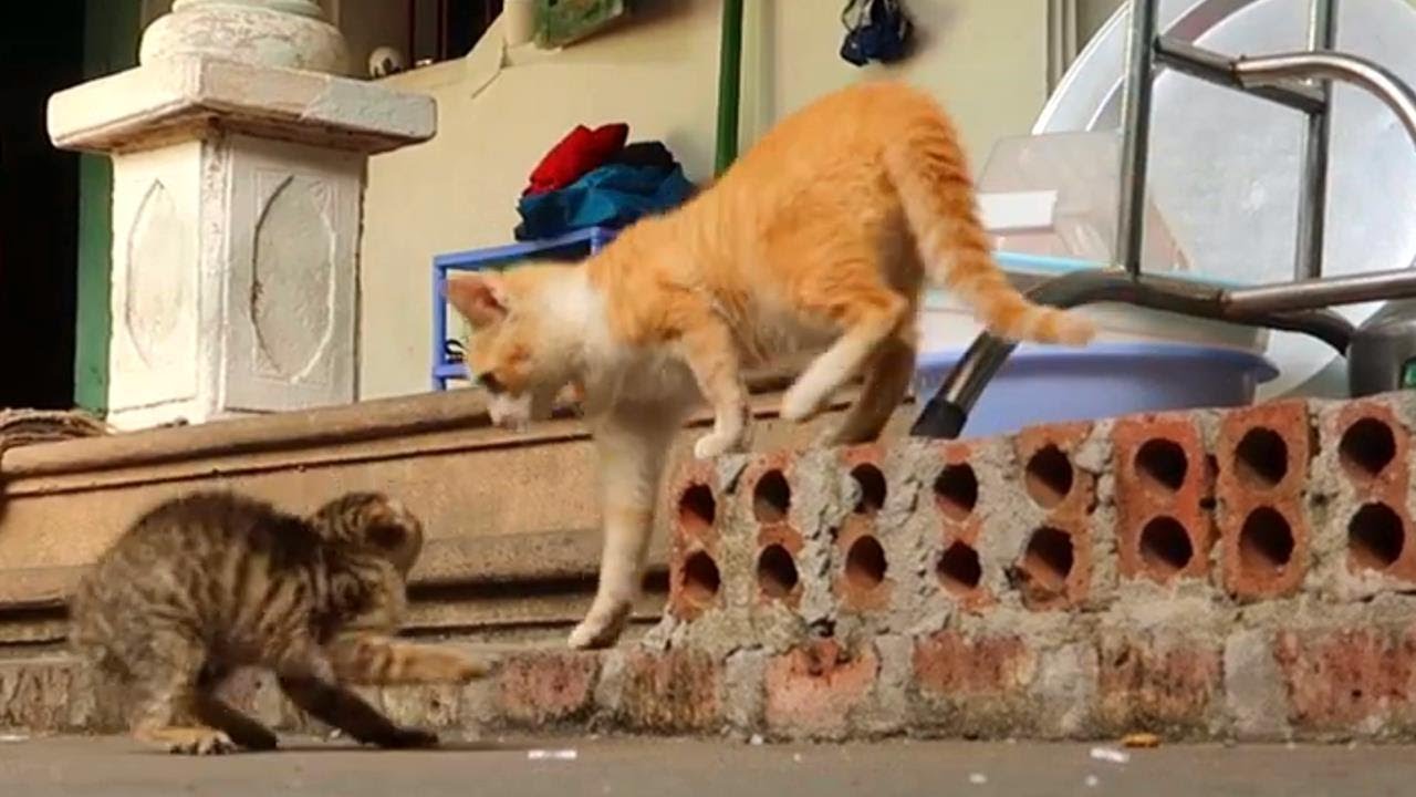 Котенок ссорится, котенок впервые поссорился со взрослым котом [Защитный котенок]
