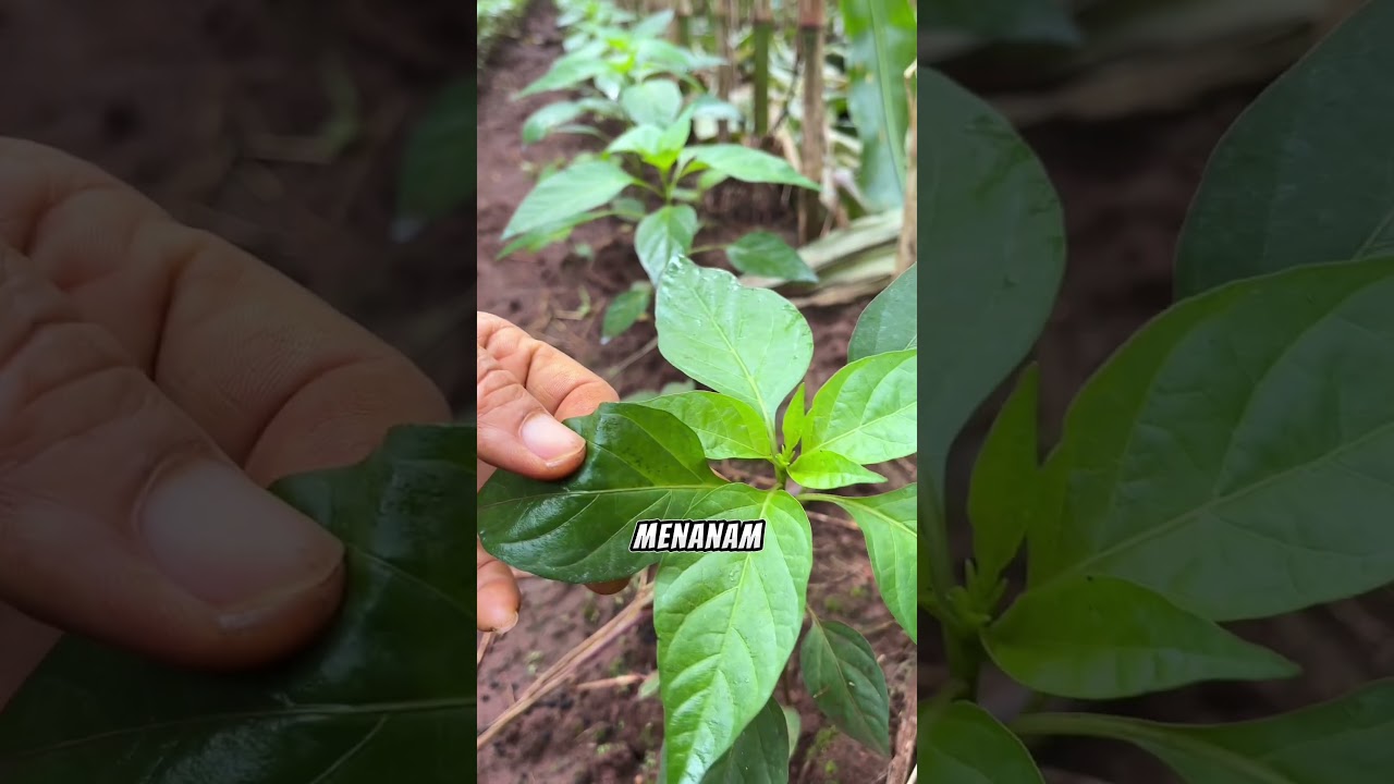 Begini menaman Tumpang sari cabe dan jagung 