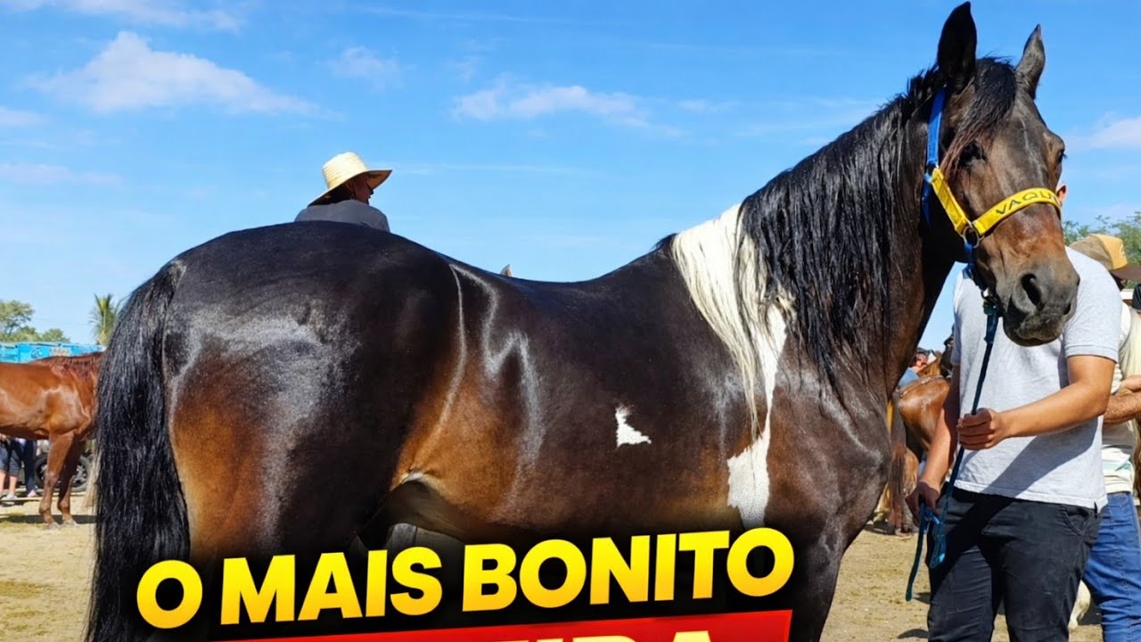 Os Melhores cavalos Já visto aqui na feira de cavalo de Caruaru. Lindos cavalo Mangalarga 