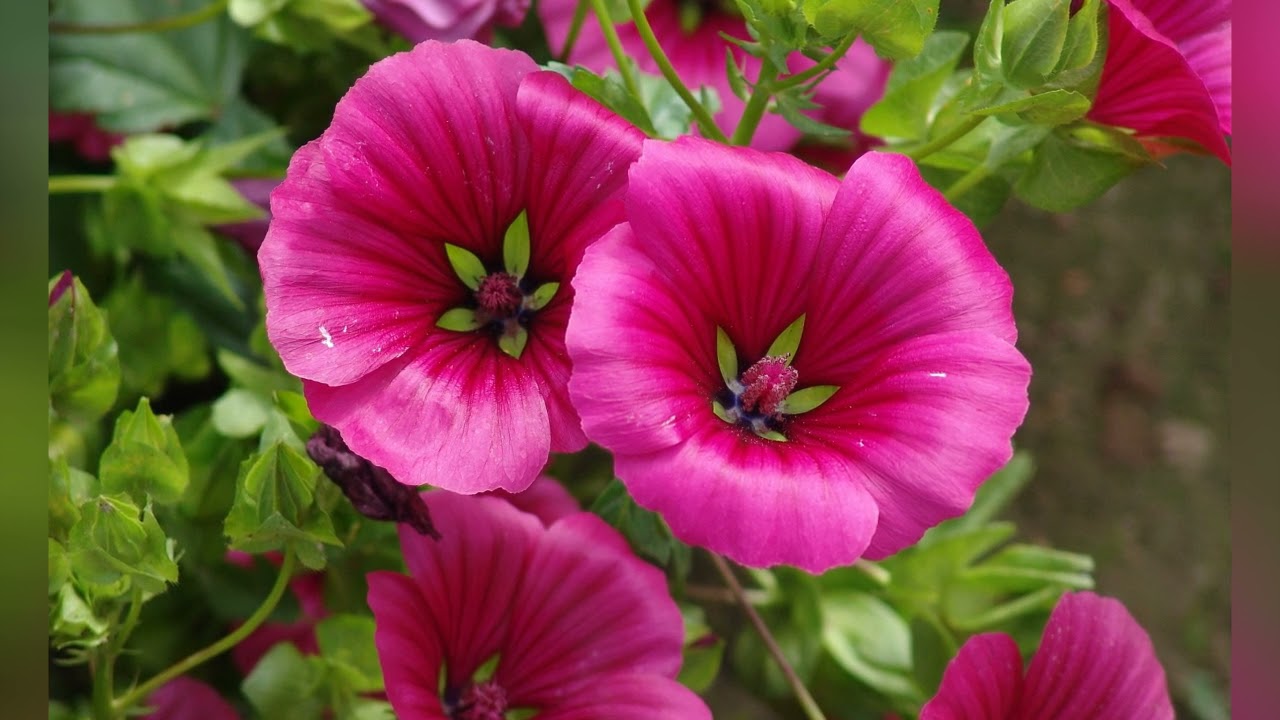 МАЛОПА,  ДЫРАВКА (MALOPE)