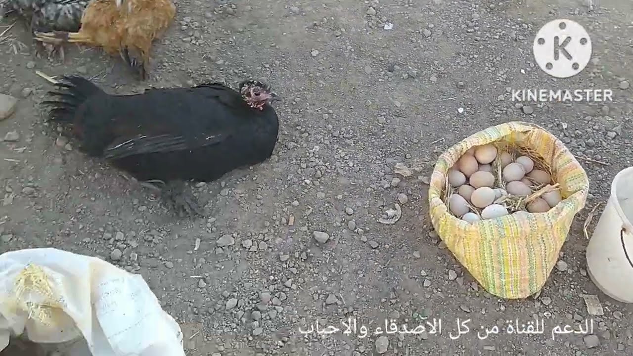 سوق الخميس من مدينة صفرو واثمنة الدجاج والطيور و البيض البلدي بكل انواعه.