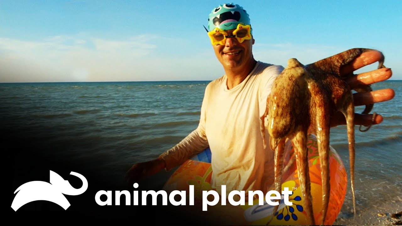 Animais que você pode encontrar debaixo d’água | Perdido no México | Animal Planet Brasil