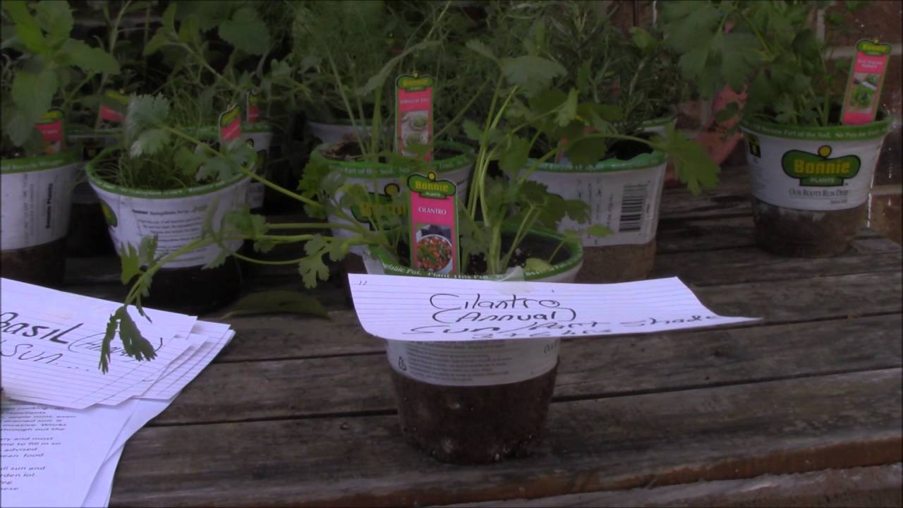 11 Insect Repelling Herbs For The Garden