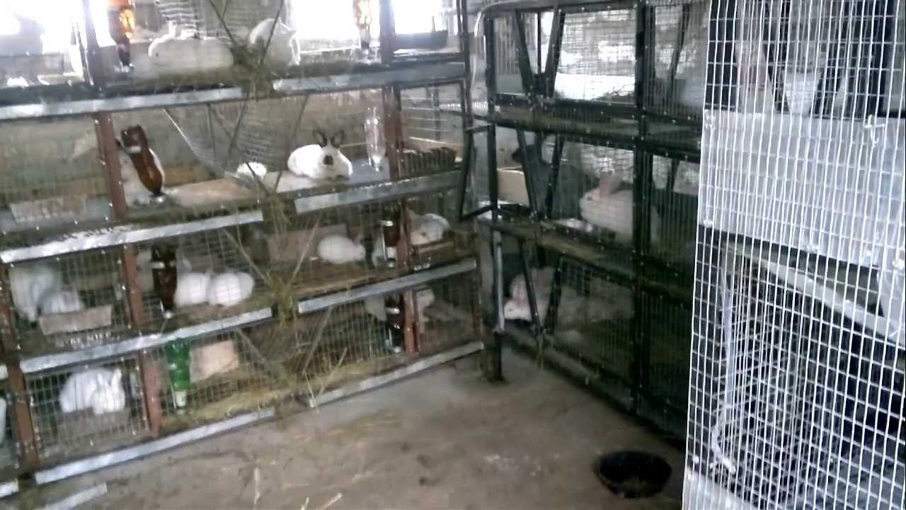 IEPURI DE RASA IN MOLDOVA