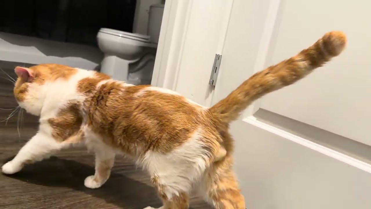 Stretchies