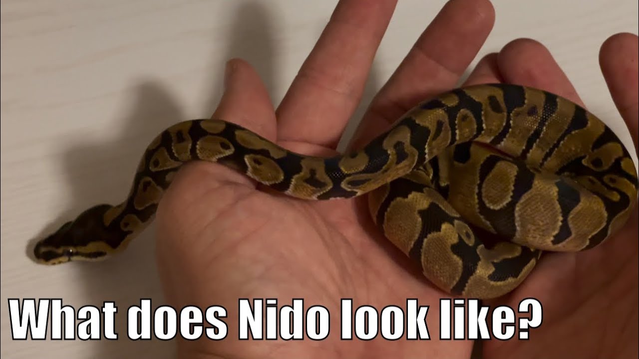 What does Ball Python Nidovirus look like?