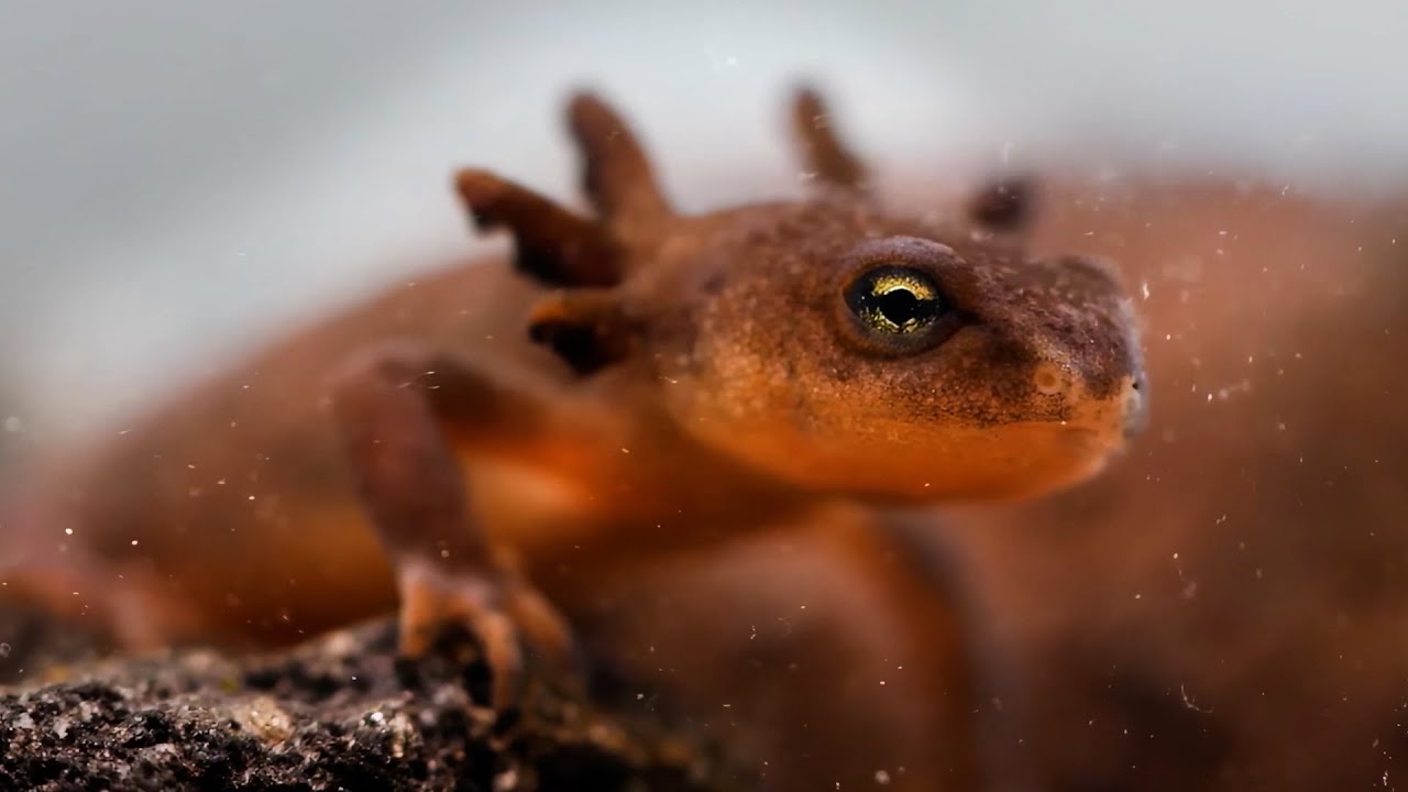 Inside the mission to save the endangered Mazama newt