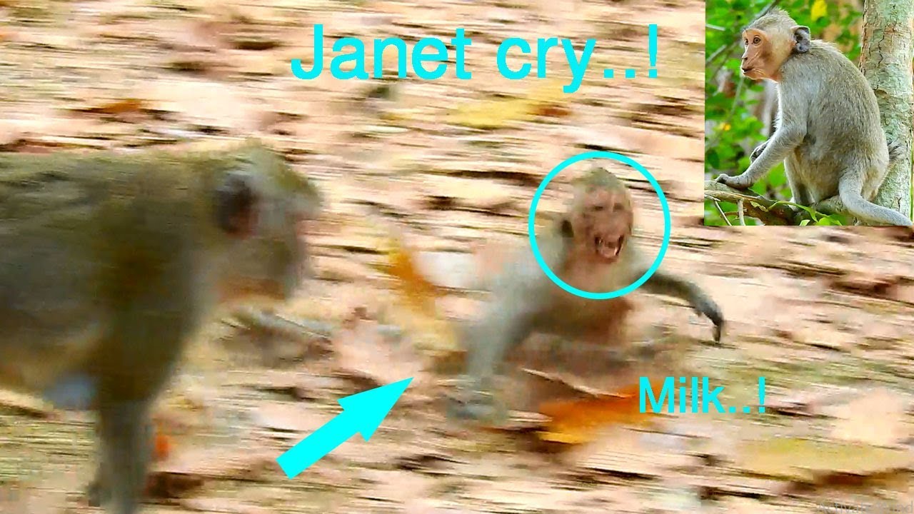 Monkey Janet angry and cry because Jane rejected milk