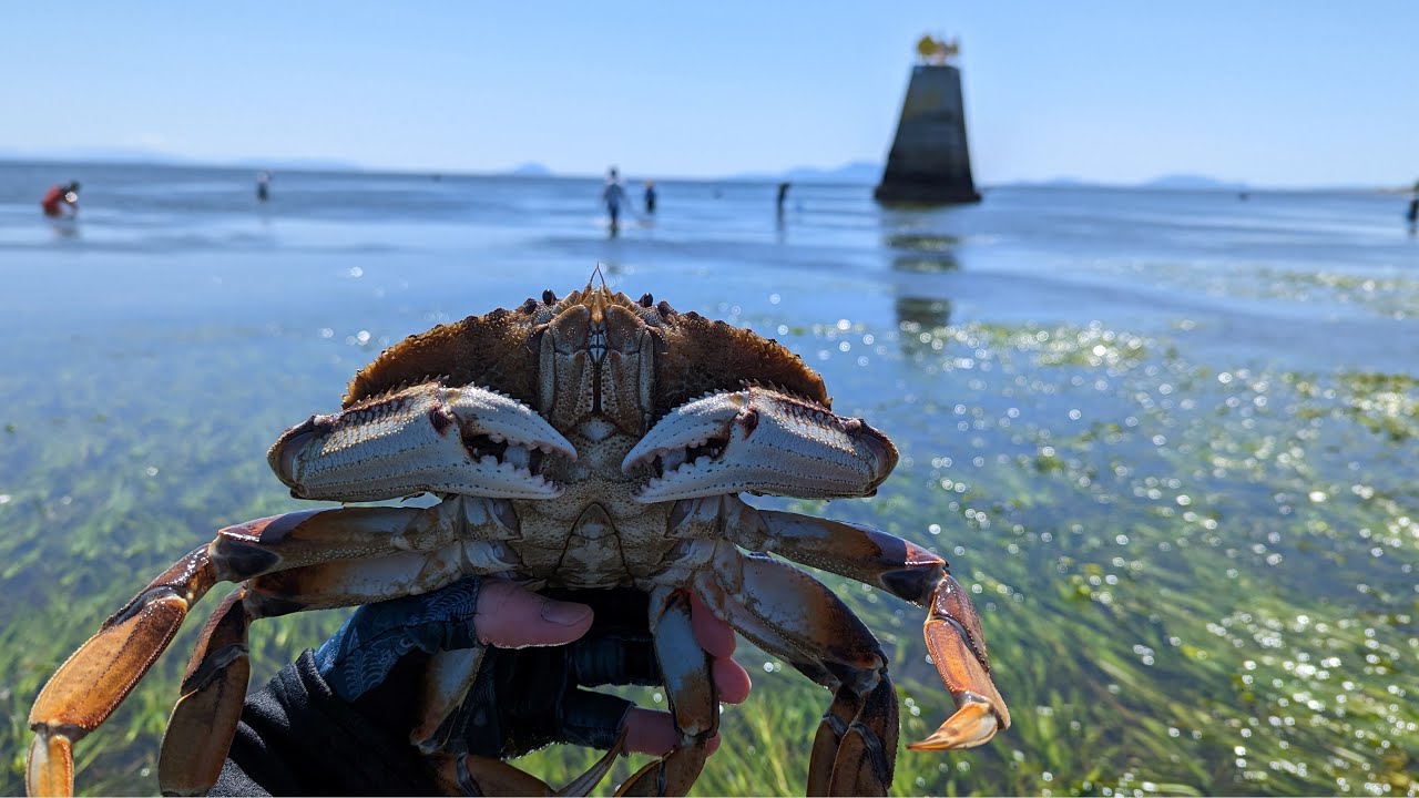 We went beach crabbing and collected huge Dungeness Crabs!