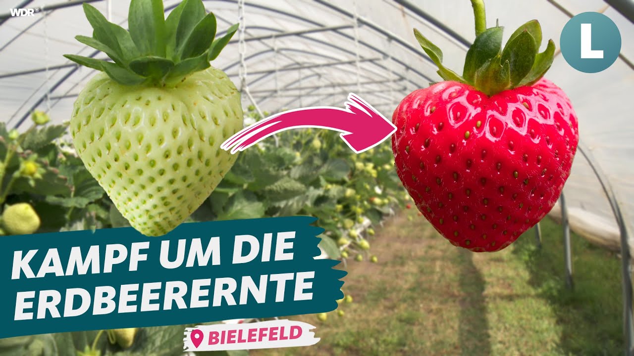 Planbare und effiziente Erdbeer-Ernte | WDR Lokalzeit Land.Schafft.