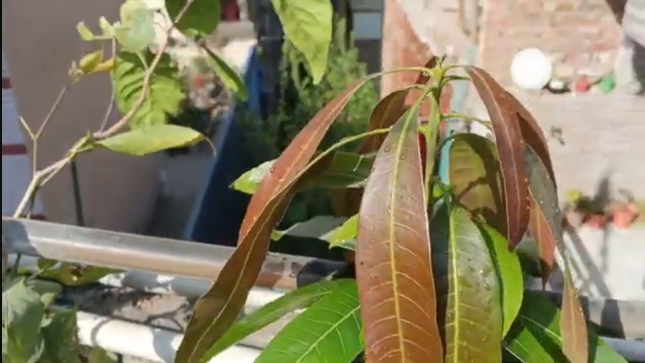 आज तो हमारी बिल्ली🐱के चोट लग गई उसकी तो नाक चपटी हो गई 😁#newvlog #videoblog #Saini family vlog 