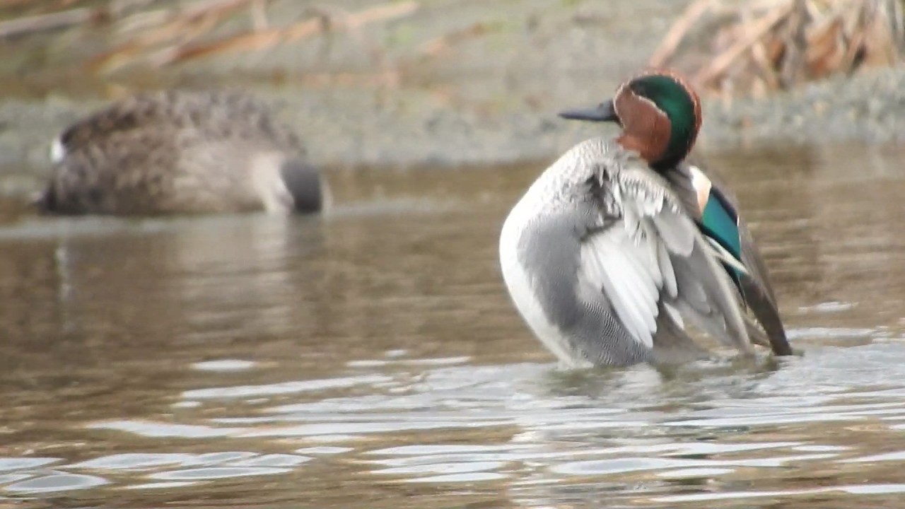 【モフ鴨】Relaxing… A Pair of Ducks Preening Together