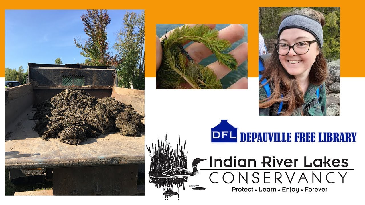 Eurasian Watermilfoil Control on Lakes Using Sustainable Methods