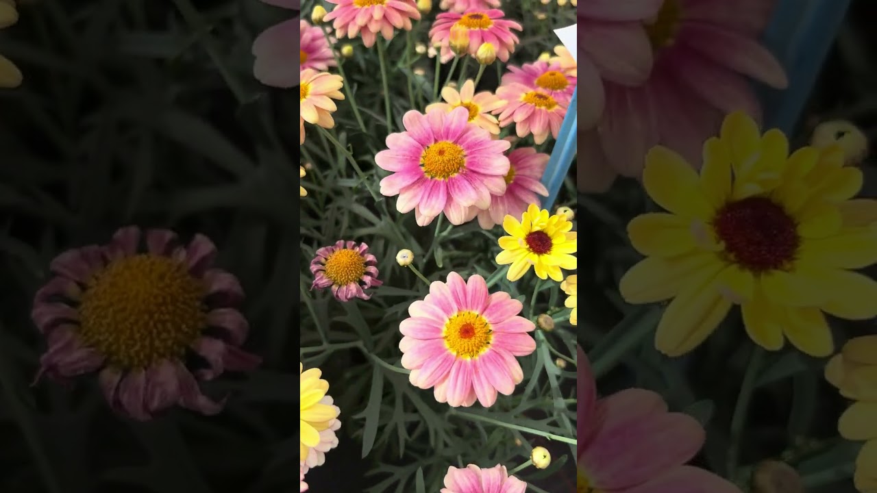 Argyranthemum Breeding  - Volmary New Product Trials May 2024